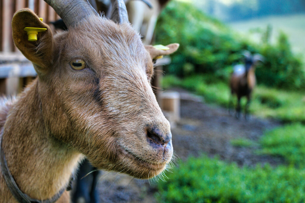 tiere-img-0289